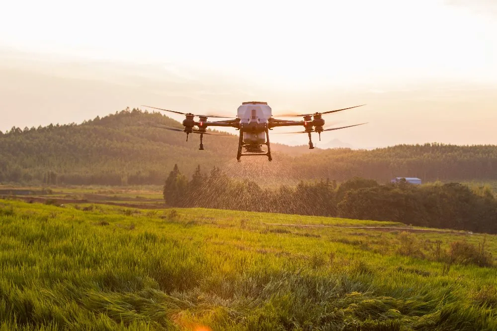 Siew międzyplonu dronem w łan przed żniwami